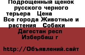 Подрощенный щенок русского черного терьера › Цена ­ 35 000 - Все города Животные и растения » Собаки   . Дагестан респ.,Избербаш г.